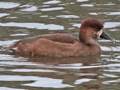 Red-crested Pochard x (Ferruginous Duck x Greater Scaup) trigen